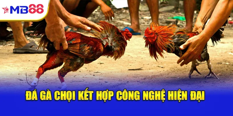 Đá gà chọi kết hợp công nghệ hiện đại