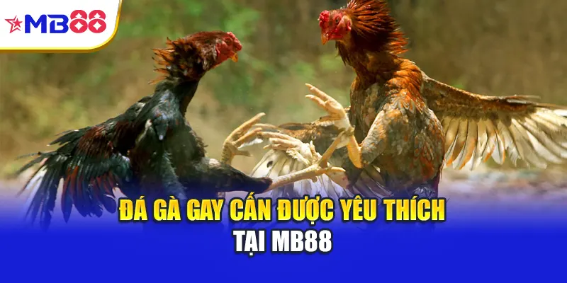 Đá gà gay cấn được yêu thích tại Mb88