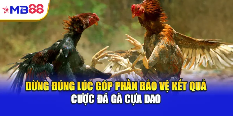 Dừng đúng lúc góp phần bảo vệ kết quả cược đá gà cựa dao