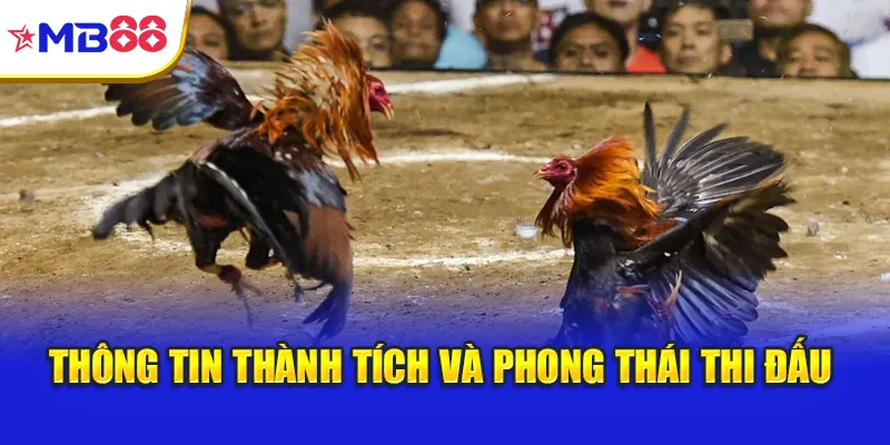Thông tin thành tích và phong thái thi đấu