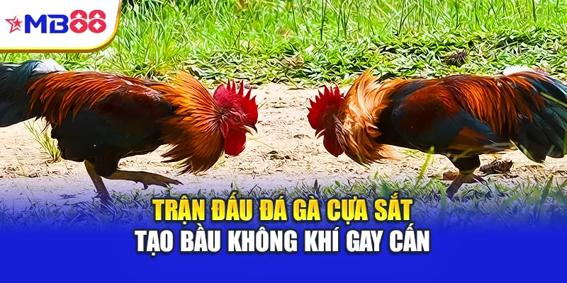 Trận đấu đá gà cựa sắt tạo bầu không khí gay cấn